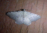 6364 - Digrammia setonana; Geometrid Moth species