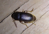 Hymenorus Comb-clawed Beetle species