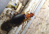 Lebia scapula; Colorful Foliage Ground Beetle species