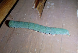8590 - Panopoda rigida; Noctuid species caterpillar