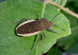 Catorhintha selector; Leaf-footed Bug species