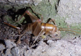 Ceuthophilus paucispinosus; Huachuca Camel Cricket; female