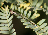 Ischnura damula; Plains Forktail; immature