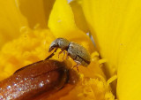 Trigonorhinus griseus; Fungus Weevil species