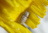 Trigonorhinus griseus; Fungus Weevil species