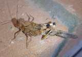 Trimerotropis pallidipennis; Pallid-winged Grasshopper; female