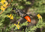 Prionyx Thread-waisted Wasp species