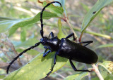 Stenaspis solitaria; Longhorned Beetle species