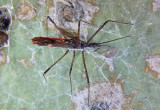 Zelus tetracanthus; Assassin Bug species