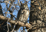 Great Horned Owl