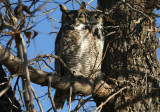 Great Horned Owl pair