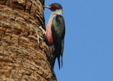 Lewiss Woodpecker