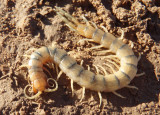Scolopendra polymorpha; Common Desert Centipede