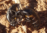 Meloe dugesi; Oil Beetle species pair
