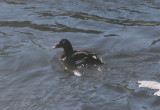 White-winged Scoter; male