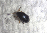 Psylliodes Flea Beetle species