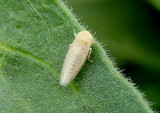 Ballana atridorsum; Leafhopper species
