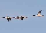 Common Mergansers; males