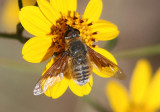 Paravilla mexicana; Bee Fly species