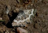 7293-7294 - Rheumaptera hastata/subhastata complex; Geometrid Moth species