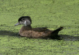 Wood Duck; juvenile male