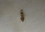 Psyllipsocus ramburii; Cave Barklouse species