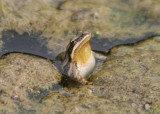 Boreal Chorus Frog