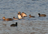 Long-tailed Duck; transitional female with American Coots, Gadwall, and Bufflehead