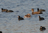 Long-tailed Duck; transitional female with American Coots and Gadwall