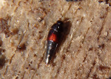 Coproporus Crab-like Rove Beetle species