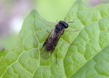 Acordulecera Pergid Sawfly species