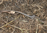 Six-lined Prairie Racerunner; male