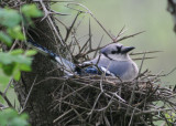 Blue Jay on nest 