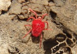 Trombidium Velvet Mite species