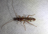 Ctenopelmatinae Ichneumon Wasp species