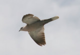 Eurasian Collared-Dove; exotic