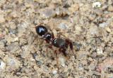 Peckhamia Antlike Jumping Spider species