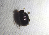 Pseudocanthon perplexus; Dung Beetle species