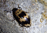 Ischyrus quadripunctatus; Four-Spotted Fungus Beetle