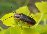 Atalantycha bilineata; Soldier Beetle species