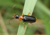 Pedilus elegans; Fire-colored Beetle species