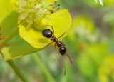 Formica neogagates complex; Wood Ant species