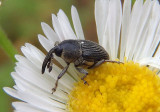 Odontocorynus salebrosus; Weevil species
