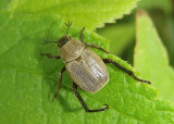 Hoplia Monkey Beetle species