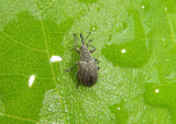 Trichapion Pear-shaped Weevil species
