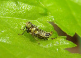 Jikradia olitoria; Leafhopper species nymph