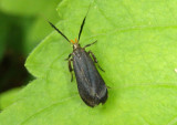 2307 - Dichomeris nonstrigella; Twirler Moth species