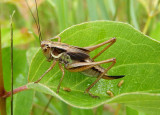 Metrioptera roeselii; Roesels Katydid; female nymph; exotic