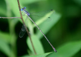 Lestes rectangularis; Slender Spreadwing; male