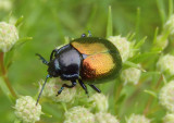 Chrysolina auripennis; Leaf Beetle species